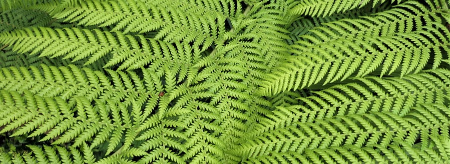 Tree Fern