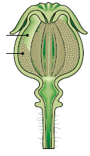fruit sec déhiscent - capsule - pavot