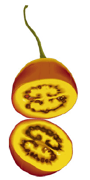 fruits tropicaux - tamarillo