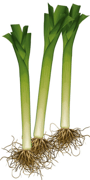 légume bulbe - poireau