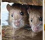 Rodents in Cavities throughout your home