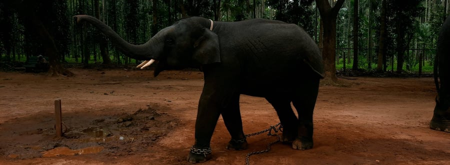 Appu a elephant named after the actor Puneet Rajkumar