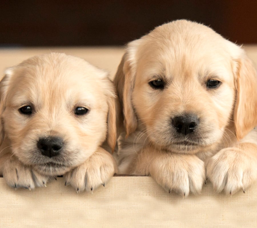 Dog adoption at Saara Pets, Hyderabad
