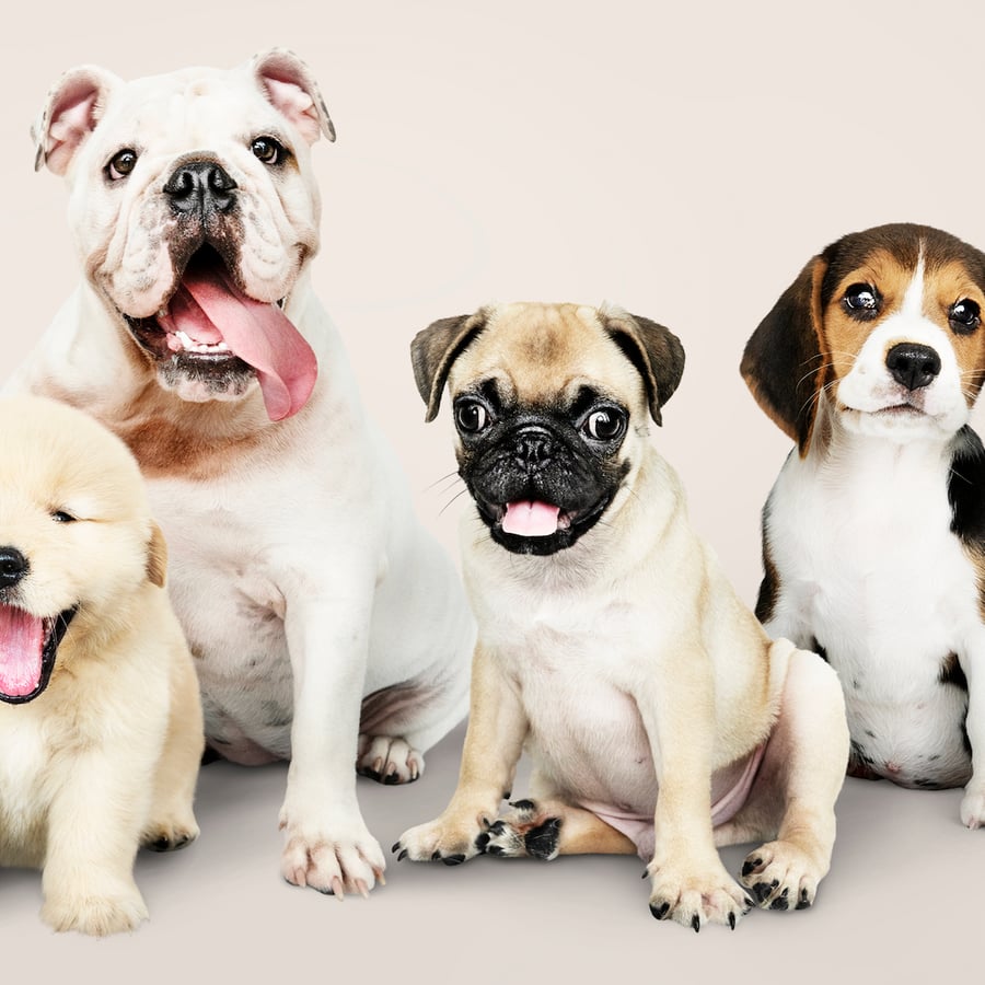 Different breed puppies for sale in Bandlaguda, Hyderabad