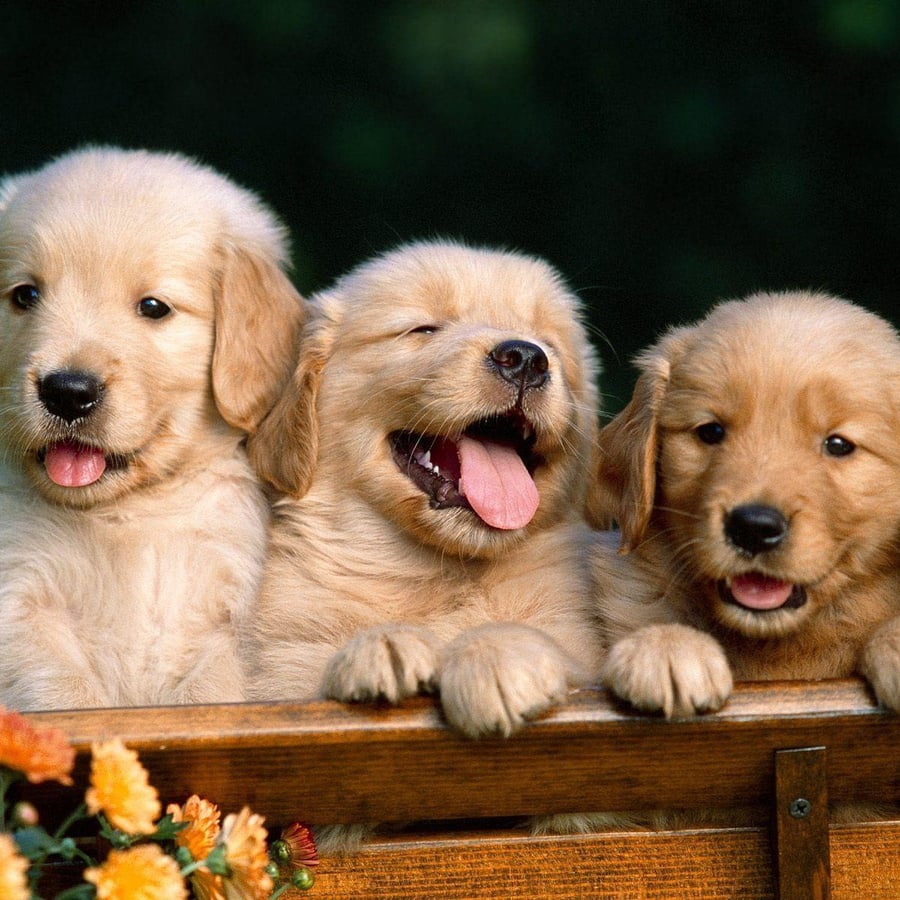 Saara Pets — a family-run pet shop in Bandlaguda, Hyderabad