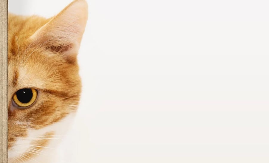 Gato com comportamento estressado