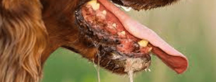 Rabies is a viral disease that can be fatal if not treated promptly