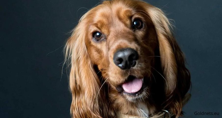 Cocker spániel kutyafajta