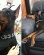 doberman puppies for sale