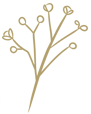 a plant with a bunch of small flowers