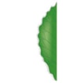 Feuille - bord cilié