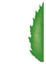 Feuille - bord doublement denté