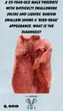 photograph of a set of lungs