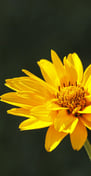 Fleur jaune resplendissante