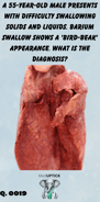 photograph of a set of lungs