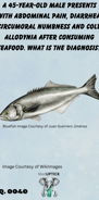 an image of a bluefish
