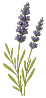 lavender illustration