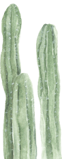 tall linear cactus