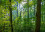Imagen ilustrativa bosque