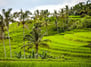 Arrozales Indonesia