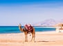 Camello en Egipto