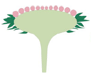Inflorescence indéfinie – Capitule