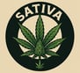 Sativa