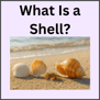 Decodable nonfiction text for Kindergarten and 1st grade readers focused on beginning digraphs. Expl
