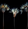 lasting impressions, wild garlic, pressed flowers, flower art, scottish flower