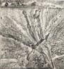 Graphite imprint: Herbarium study