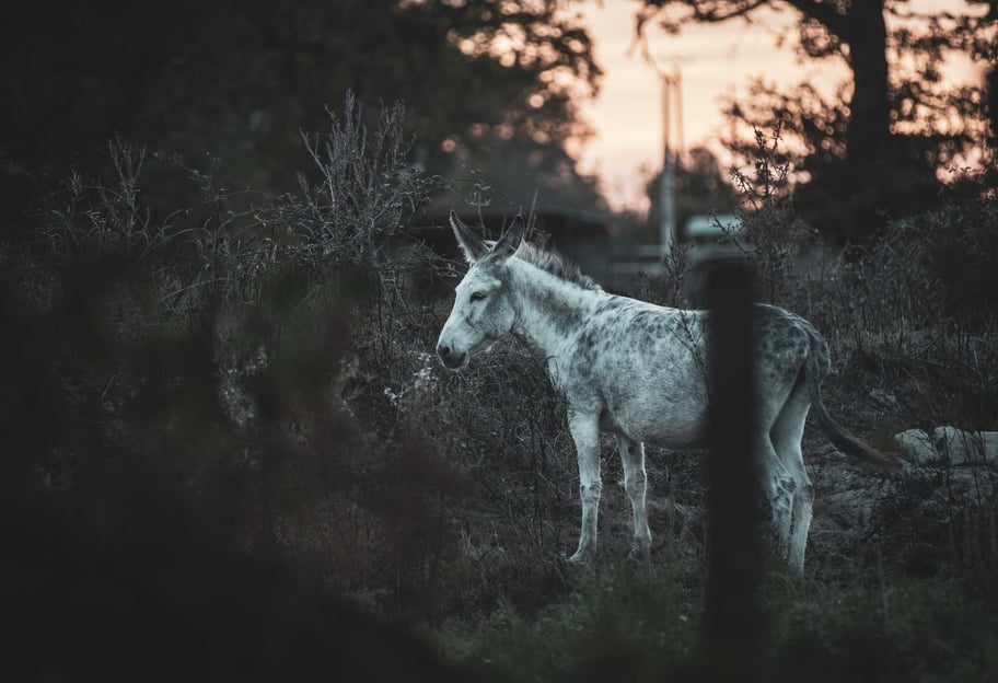 a horse is standing in the grass near a fence