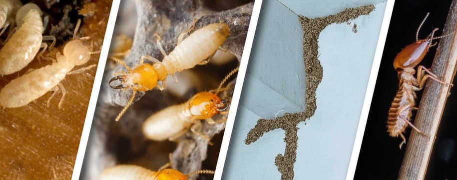 termite_25/03/25