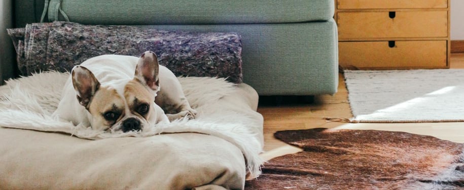 Hund i ett radon hus