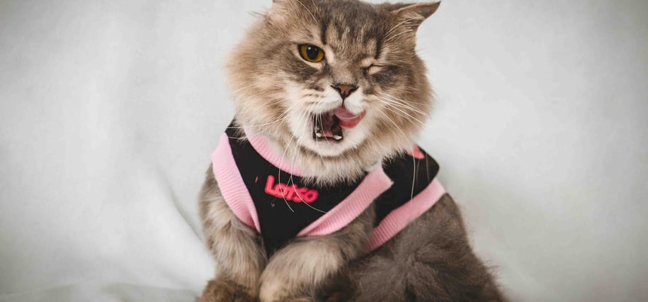cat apparel