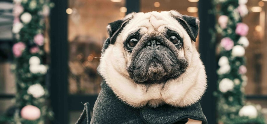 pet apparel manufacturer