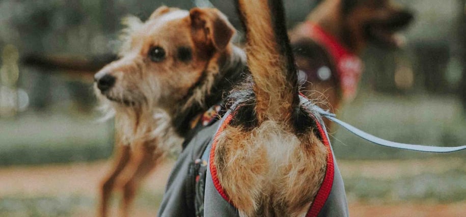 dog apparels customized