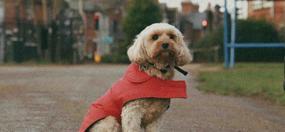 outdoor pets clothing