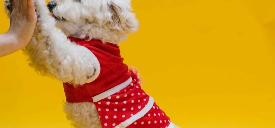 pets apparel