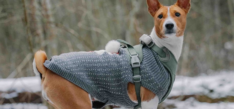 pet clothes patterns