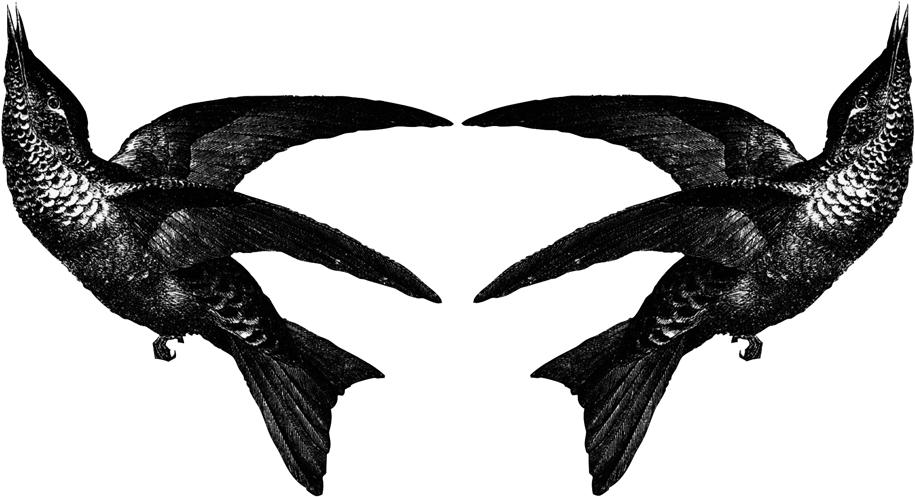Zwei sich spiegelnde Vögel aus dem Logo-Motiv zur Dekoration und Einleitung