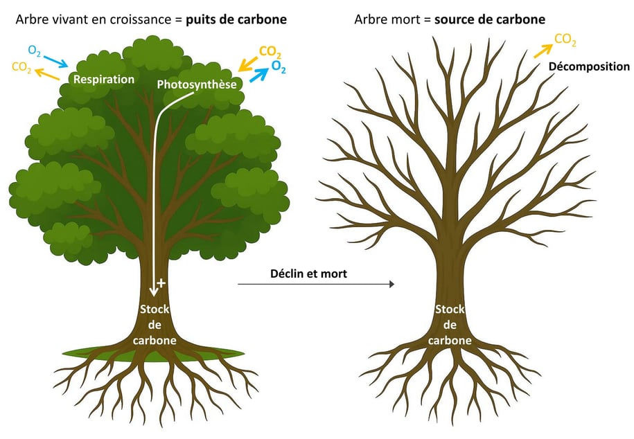 Illustration du cycle du carbone à l'échelle de l'arbre