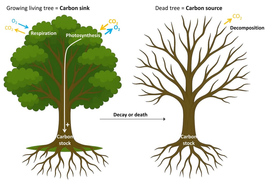 Illustration of the carbon cycle at the scale of a tree