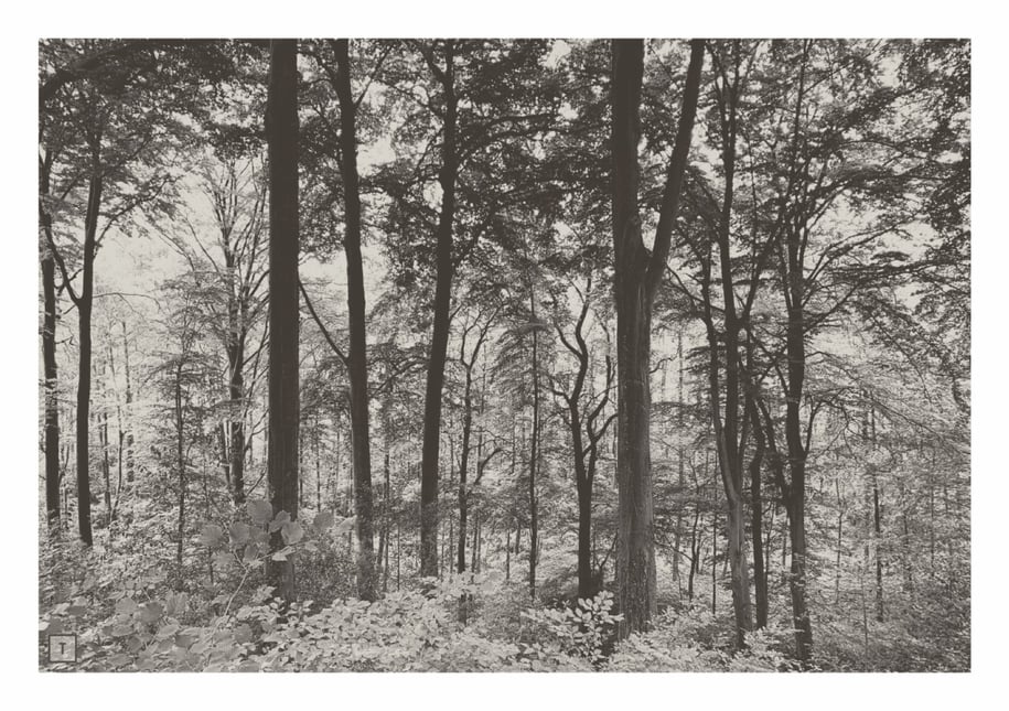 Ikonografischer Wald bei Tag in warmer Farbgebung für Trauerkarten