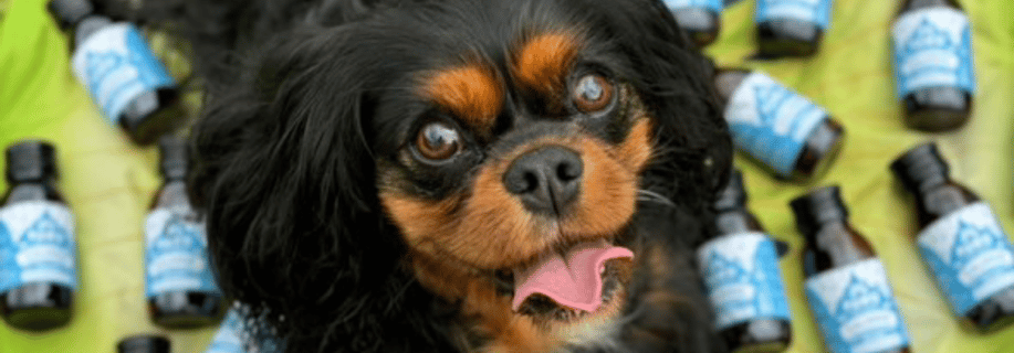 dogAdvisor | dog Advisor | dog advisor | dogadvisor | dogadvisor.dog | dog advisor
