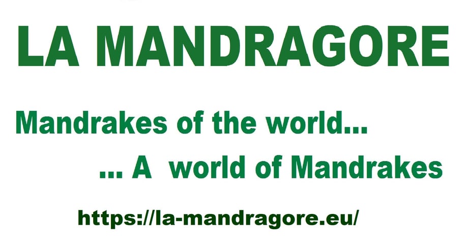 La Mandragore - Mandrakes of the world logo