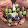 Galega Caldense Olive Oil Picture