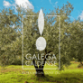 Galega Caldense Olive Oil Picture