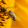 Miel d'Enhaut Bee Picture