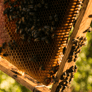 Miel d'Enhaut bees Picture