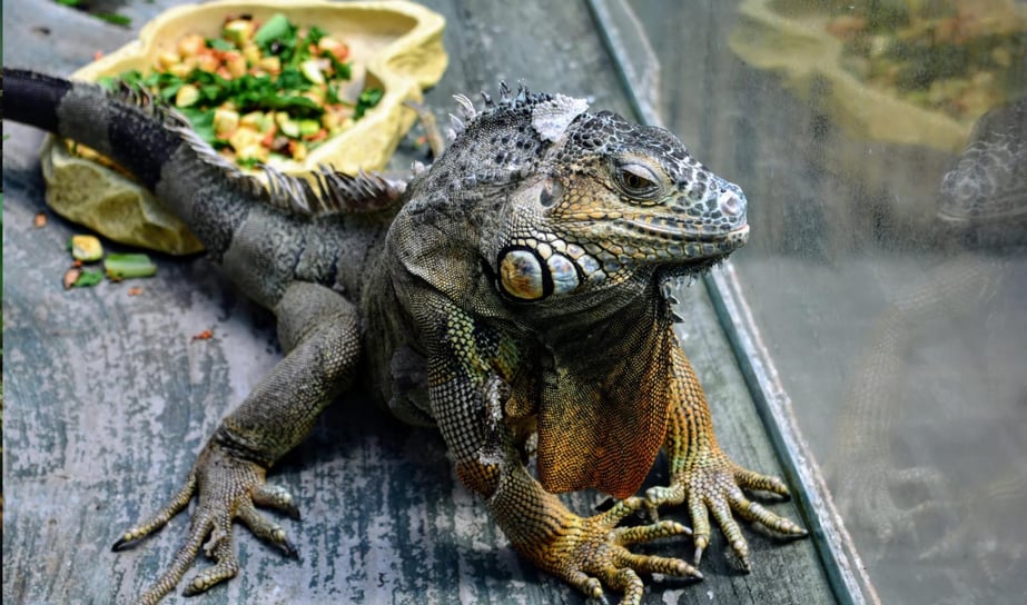 O que as iguanas comem
